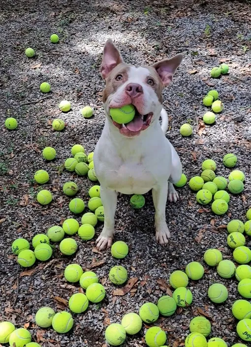 собака и много мячей