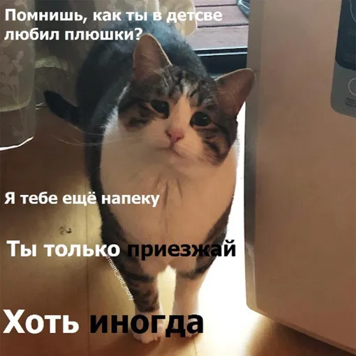 Кот