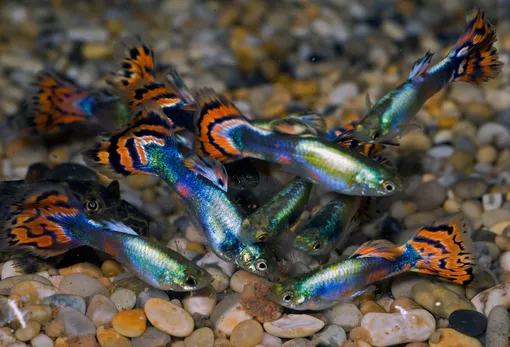 Гуппи — рыбы не только с относительно высоким интеллектом, но и с характером. Некоторые из них более смелые и любознательные, в то время как другие — пугливые и осторожные. Гуппи