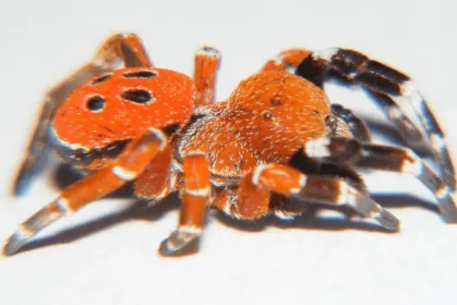 Ученые нашли в лесах Марокко новый вид паука-божьей коровки Ученые нашли в лесах Марокко новый вид паука-божьей коровки