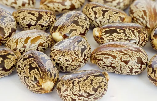 клещевина обыкновенная фото рицин фото касторовое масло касторка