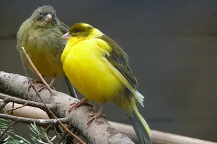 Как мозг канареек сохраняет способность к пению всю жизнь Как мозг канареек сохраняет способность к пению всю жизнь