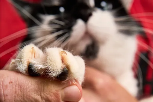 Когти кота вблизи Когти кота вблизи