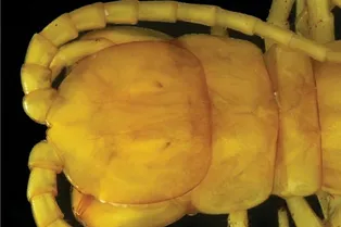 Ученые обнаружили в ядовитой пещере огромную многоножку: миллионы лет под землей