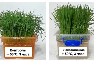 Пшеница умеет адаптироваться к тепловому стрессу