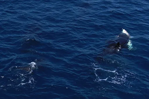 Косатка бьет акулу в живот Косатка бьет акулу в живот