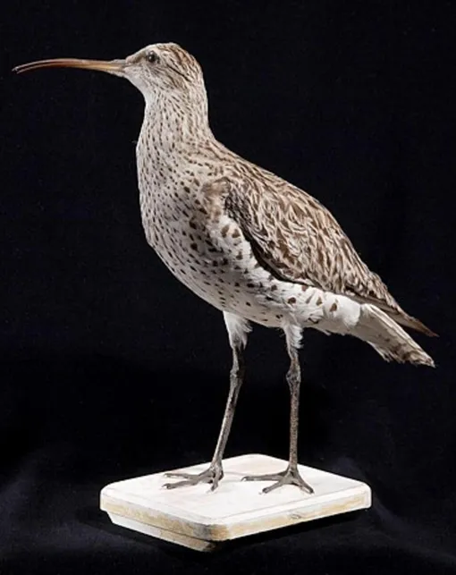 Тонкоклювый кроншнеп (Numenius tenuirostris) Тонкоклювый кроншнеп (Numenius tenuirostris)