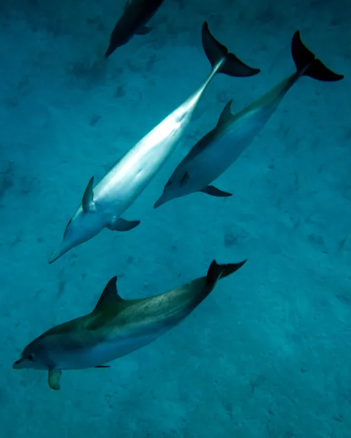 Большелобый продельфин Большелобый продельфин