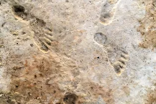 Люди пришли в Америку на 10 000 лет раньше! На это указывают глиняные следы Люди пришли в Америку на 10 000 лет раньше! На это указывают глиняные следы