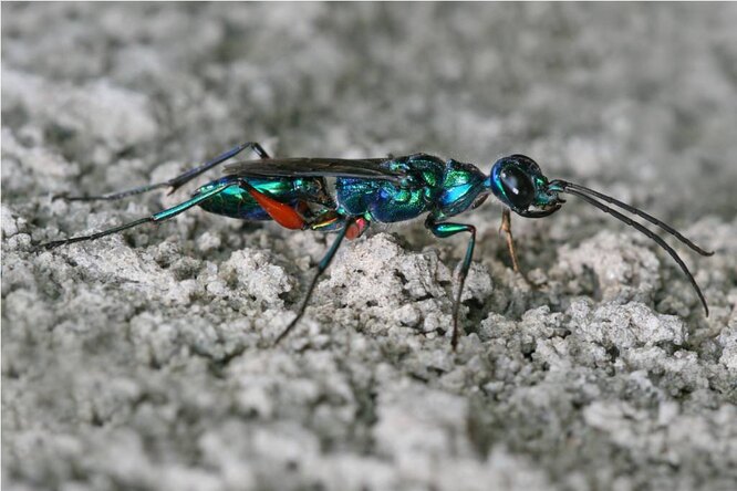 Ampulex compressa