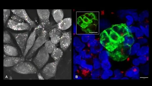 (A) Сигналы, посылаемые эмбрионом, влияют на движение и функционирование жировых капель в клетках, выстилающих матку.; (B) Жировые капли из клеток матки поглощаются клетками, похожими на эмбрионы. Красный цвет — липидные капли. Синий цвет – ДНК. Зеленый цвет – эмбрионоподобный сфероид.