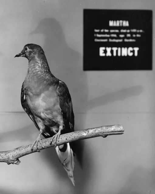 Martha the passenger pigeon Martha the passenger pigeon