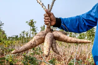 Опасный вирус поражает главный продукт питания 300 миллионов африканцев