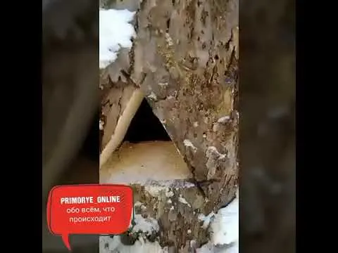 Нажми и смотри Нажми и смотри