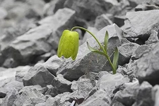 Посмотрите на растение, которое эволюционировало, чтобы прятаться от людей