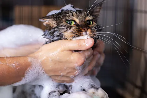 Кот принимает ванну