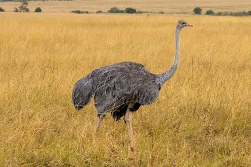 Обыкновенный страус Обыкновенный страус