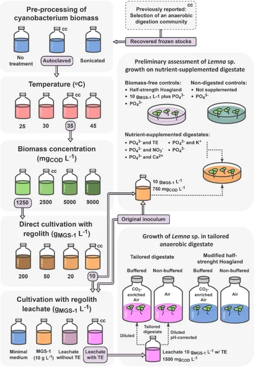 Обзор экспериментальной серии. Она включает в себя изучение характеристик и оптимизацию анаэробного сбраживания биомассы цианобактерий с последующим культивированием Lemna sp. на полученном сбраживаемом остатке. Культуры для анаэробного сбраживания, использованные в качестве инокулята, обозначены фиолетовыми прямоугольниками, а фиолетовые стрелки указывают на соответствующие эксперименты с инокуляцией. «Исходный инокулят» относится к активному анаэробному реактору, использованному во время ранее описанного отбора микробного сообщества [15], из которого были получены «восстановленные замороженные запасы». Образцы, отобранные для анализа состава микробного сообщества, отмечены «CC».