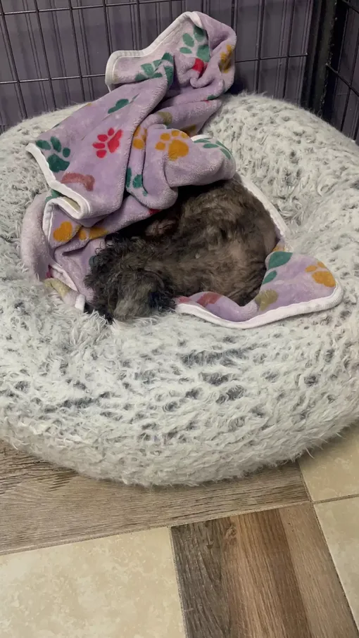 Она заслуживает свой дом!