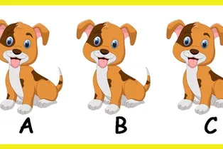 Какой щенок лишний? Визуальный тест на 5 секунд