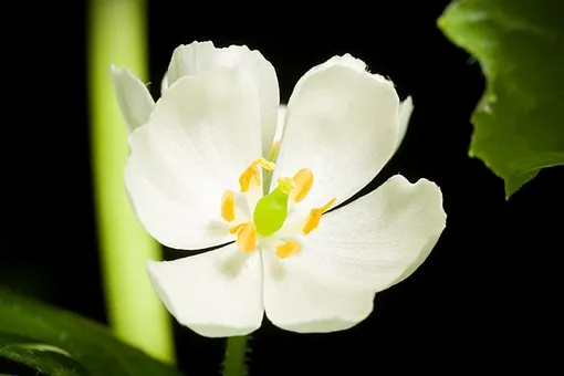 Двулистник Грея (Diphylleia grayi)