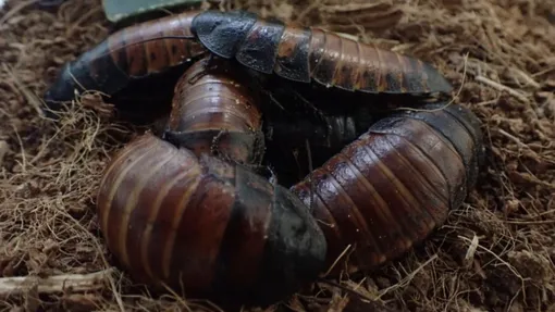 мадагаскарские тараканы в группе мадагаскарские тараканы в группе