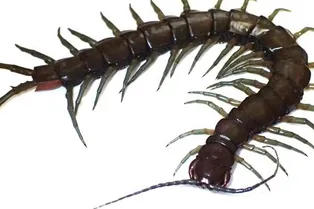 В Японии найдена разновидность гигантских многоножек, неизвестных науке
