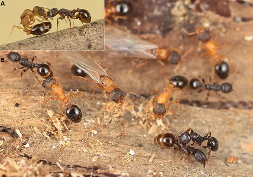 Temnothorax kinomurai, бесполый паразит