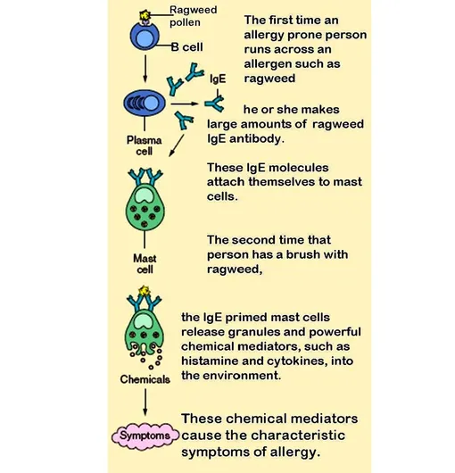 Схема развития аллергической реакции. Когда в организм человека впервые попадает антиген, например, пыльца, плазматические клетки начинают вырабатывать IgE. Молекулы IgE связываются с тучными клетками. При повторном столкновении с антигеном тучные клетки, связанные с IgE в комплексе с антигеном, начинают вырабатывать гистамин и цитокины во внеклеточную среду. Эти вещества и вызывают симптомы аллергии. Схема развития аллергической реакции. Когда в организм человека впервые попадает антиген, например, пыльца, плазматические клетки начинают вырабатывать IgE. Молекулы IgE связываются с тучными клетками. При повторном столкновении с антигеном тучные клетки, связанные с IgE в комплексе с антигеном, начинают вырабатывать гистамин и цитокины во внеклеточную среду. Эти вещества и вызывают симптомы аллергии.