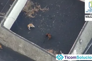 Окруженных потоками лавы собак попытаются спасти при помощи беспилотника