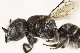 В Австралии нашли «пчелу Люцифера» с крошечными рожками