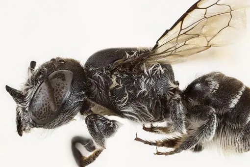 В Австралии нашли «пчелу Люцифера» с крошечными рожками В Австралии нашли «пчелу Люцифера» с крошечными рожками