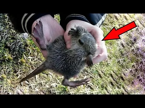 Нажми и смотри