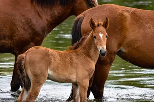 Как присутствие матери перестраивает мозг жеребят: исследование