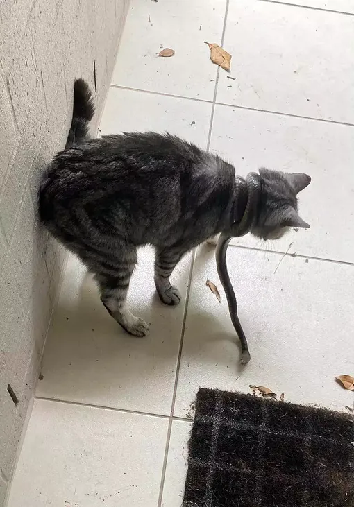 змея на шее кошки змея на шее кошки