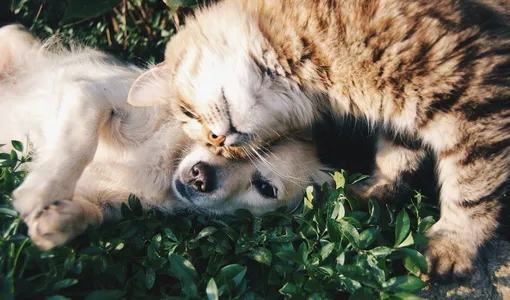 Кошка и собака