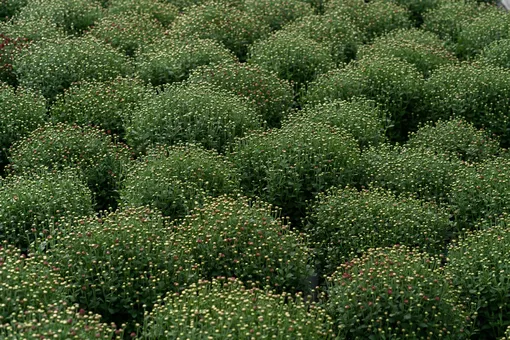 плотные кусты