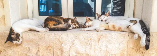 уличные кот, кот, кошка, животные, коты спят уличные кот, кот, кошка, животные, коты спят