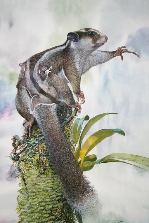 Художественное изображение Dactylonax kambuayai, на котором можно увидеть его длинный палец