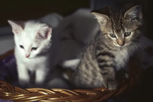 Почему котята из одного помета бывают не похожими друг на друга? Почему котята из одного помета бывают не похожими друг на друга?