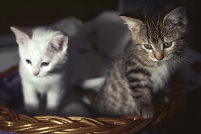 Почему котята из одного помета бывают совершенно разными