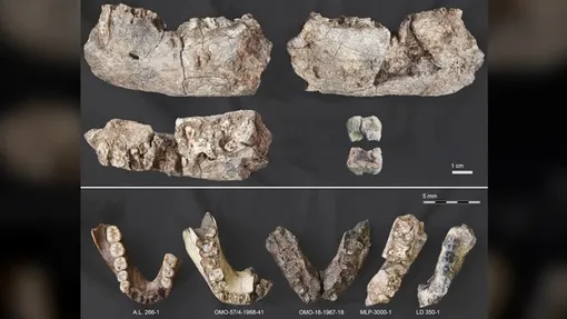 Несколько ракурсов найденной челюсти Paranthropus (MLP-3000-1); сравнение новой челюсти с ранее обнаруженными образцами (внизу). Несколько ракурсов найденной челюсти Paranthropus (MLP-3000-1); сравнение новой челюсти с ранее обнаруженными образцами (внизу).