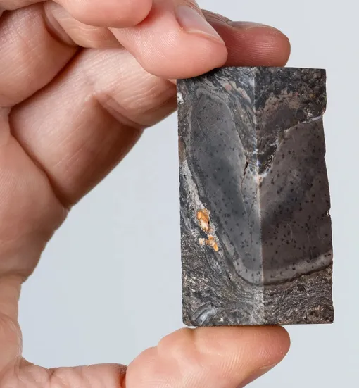 Клетки Prototaxites taiti, сохранившиеся в блоке кремния