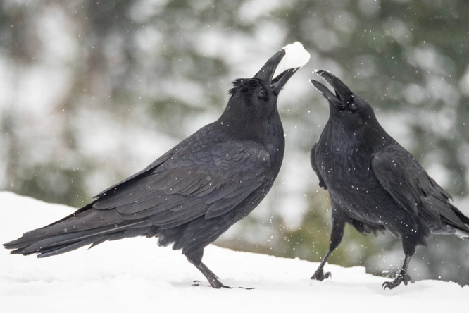 Посмотрите, как вороны катаются со снежной горки. Кажется, птицам это очень нравится!