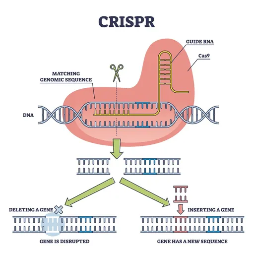 Работа системы CRISPR–Cas9.