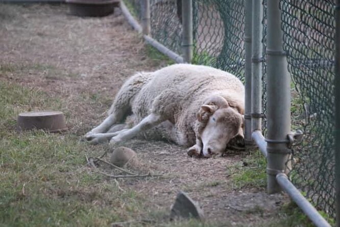 Этот баран 10 лет жил в зоопарке и грустил. Но его жизнь внезапно изменилась!