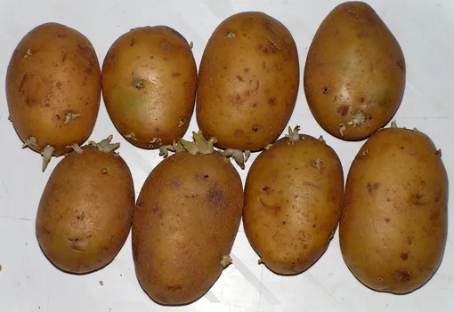 картошка