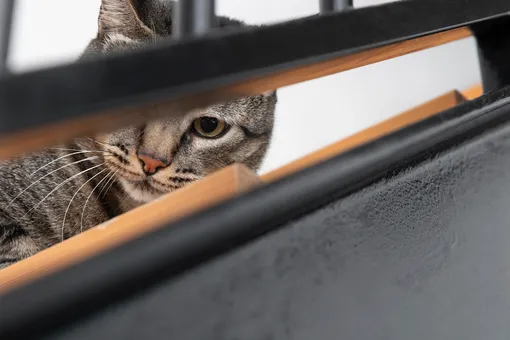 кот в ограниченном пространстве кот в ограниченном пространстве