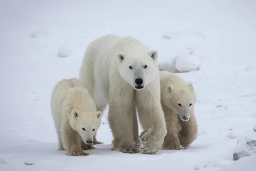 белые медведи