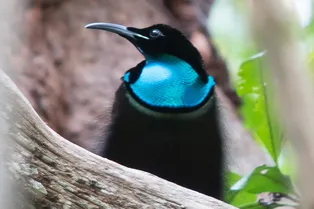 Чернее черного: ученые скопировали структуру перьев райской птицы для создания ткани